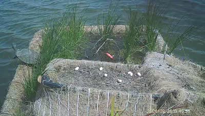 Turtle Island wildlife capture
