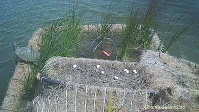 Turtle Island wildlife capture