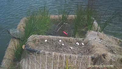 Turtle Island wildlife capture