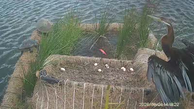 Turtle Island wildlife capture