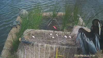Turtle Island wildlife capture