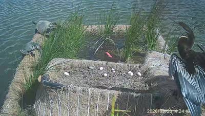 Turtle Island wildlife capture