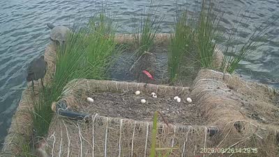 Turtle Island wildlife capture