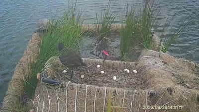 Turtle Island wildlife capture