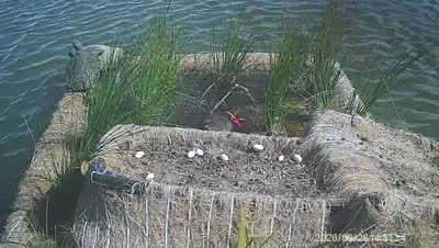 Turtle Island wildlife capture