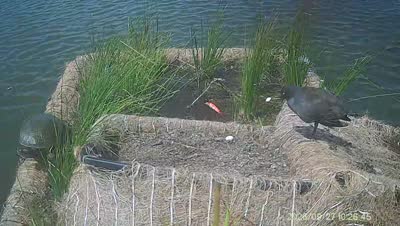 Turtle Island wildlife capture