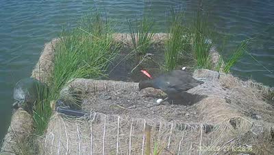 Turtle Island wildlife capture