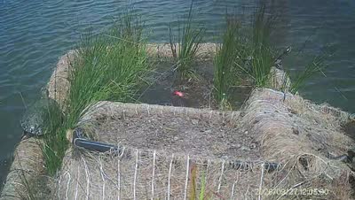 Turtle Island wildlife capture