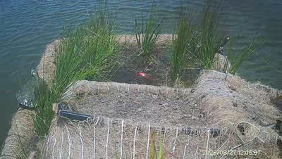 Turtle Island wildlife capture