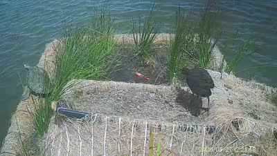 Turtle Island wildlife capture