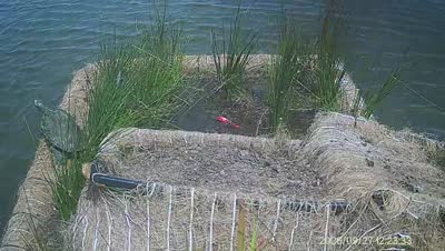 Turtle Island wildlife capture