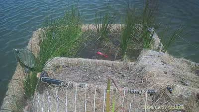 Turtle Island wildlife capture