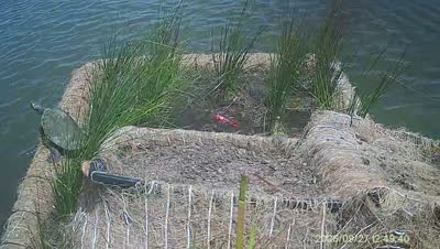 Turtle Island wildlife capture