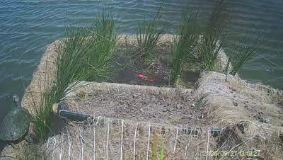 Turtle Island wildlife capture