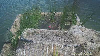 Turtle Island wildlife capture