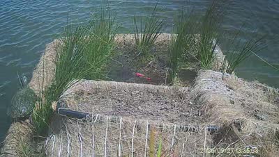Turtle Island wildlife capture