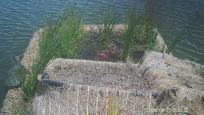 Turtle Island wildlife capture