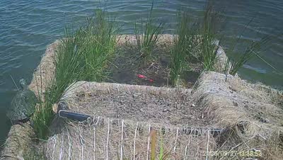 Turtle Island wildlife capture