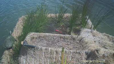 Turtle Island wildlife capture