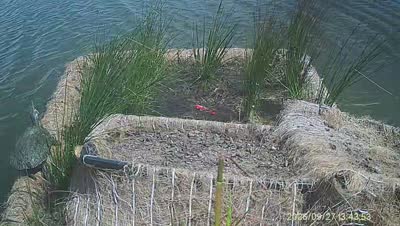 Turtle Island wildlife capture