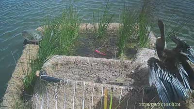 Turtle Island wildlife capture