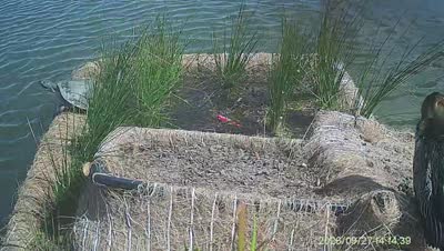 Turtle Island wildlife capture