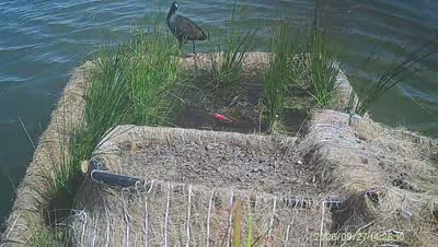 Turtle Island wildlife capture