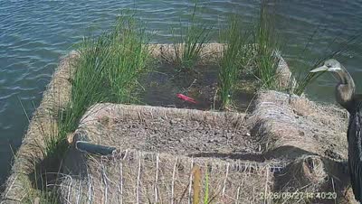 Turtle Island wildlife capture