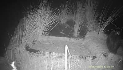 Turtle Island wildlife capture