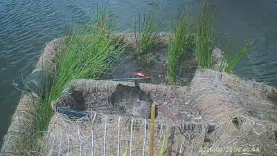 Turtle Island wildlife capture