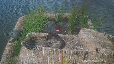 Turtle Island wildlife capture