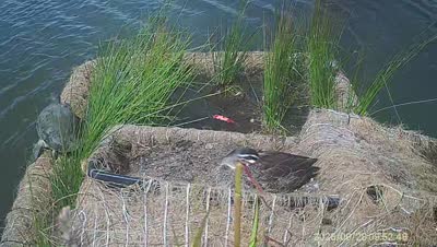 Turtle Island wildlife capture