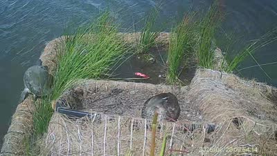 Turtle Island wildlife capture
