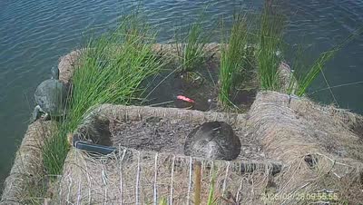 Turtle Island wildlife capture