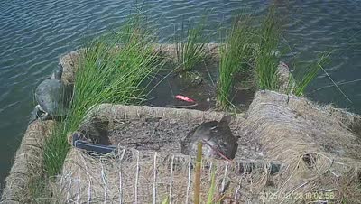 Turtle Island wildlife capture