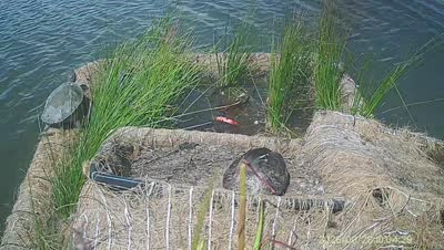 Turtle Island wildlife capture