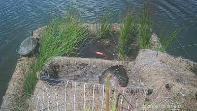 Turtle Island wildlife capture