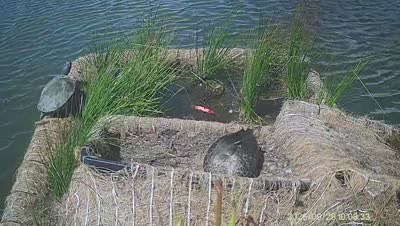 Turtle Island wildlife capture