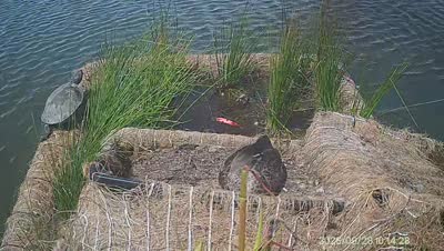 Turtle Island wildlife capture