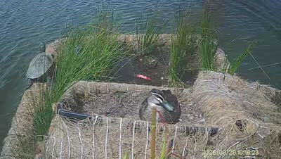 Turtle Island wildlife capture