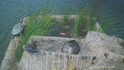 Turtle Island wildlife capture