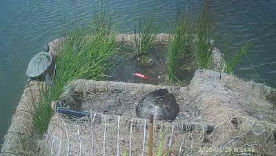 Turtle Island wildlife capture