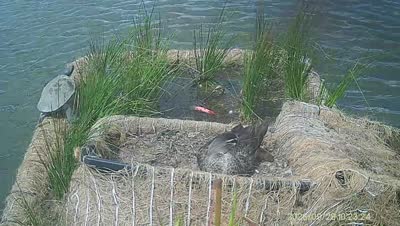 Turtle Island wildlife capture