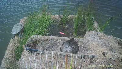 Turtle Island wildlife capture