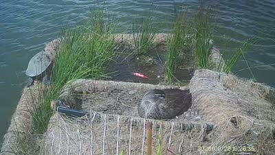 Turtle Island wildlife capture