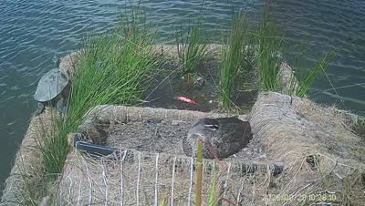 Turtle Island wildlife capture