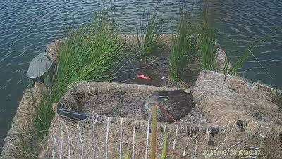 Turtle Island wildlife capture