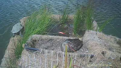 Turtle Island wildlife capture