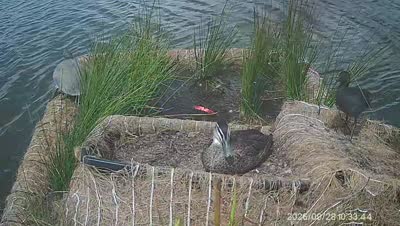 Turtle Island wildlife capture
