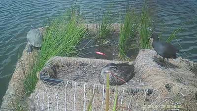 Turtle Island wildlife capture
